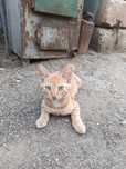 Віддам кошенят безкоштовно