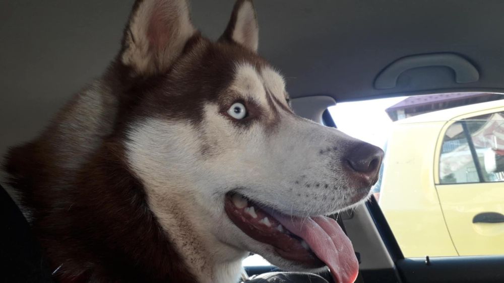 Oddam  Psa  Husky/Aktywny/Spokojny/Wyprawka