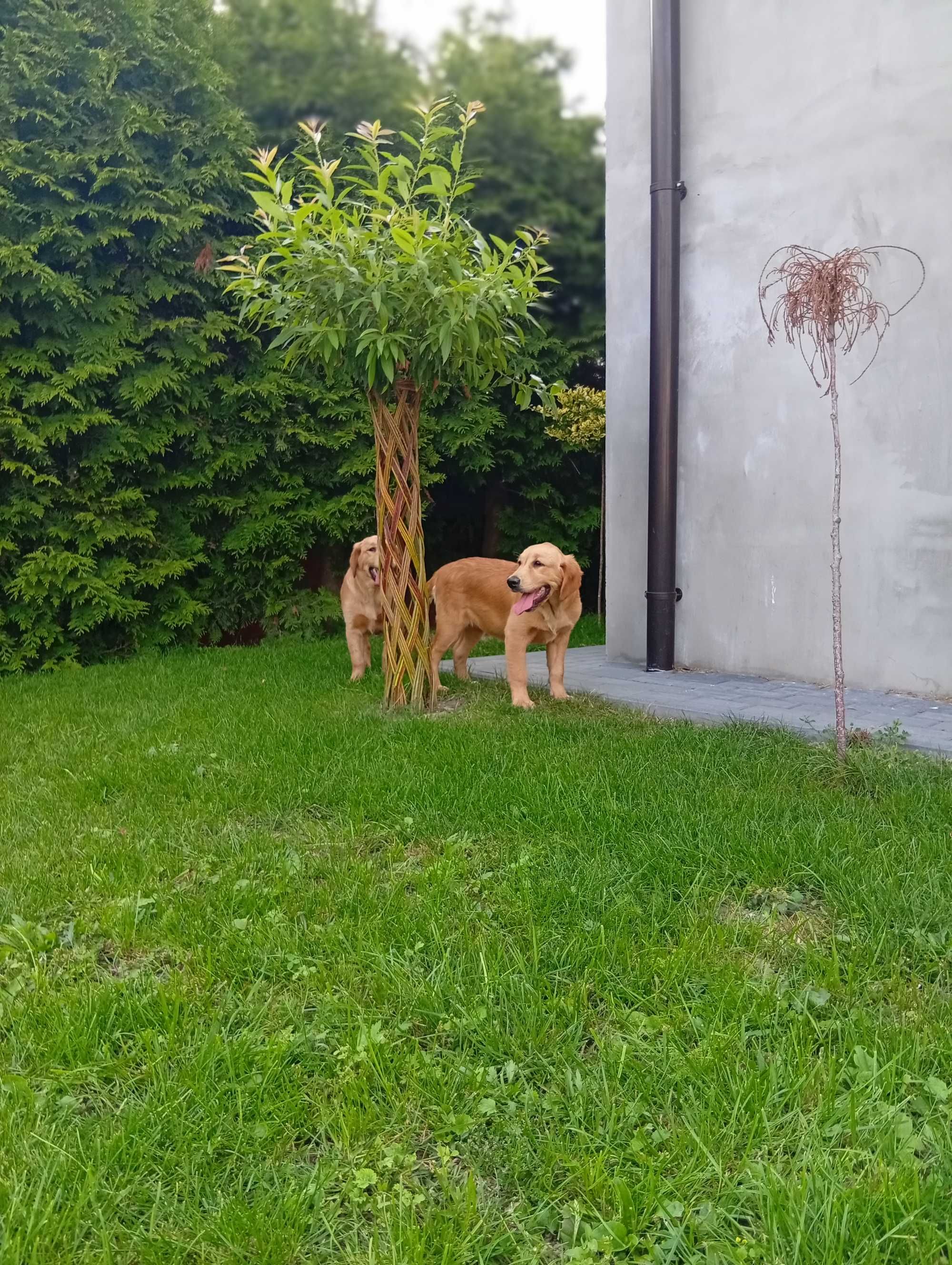 Szczenię golden retriever do odbioru
