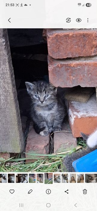 Kotki szukają domu na zimę!