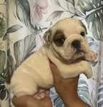 Bulldog Ingles c/ LOP