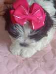 Piesek rasy shih -Tzu
