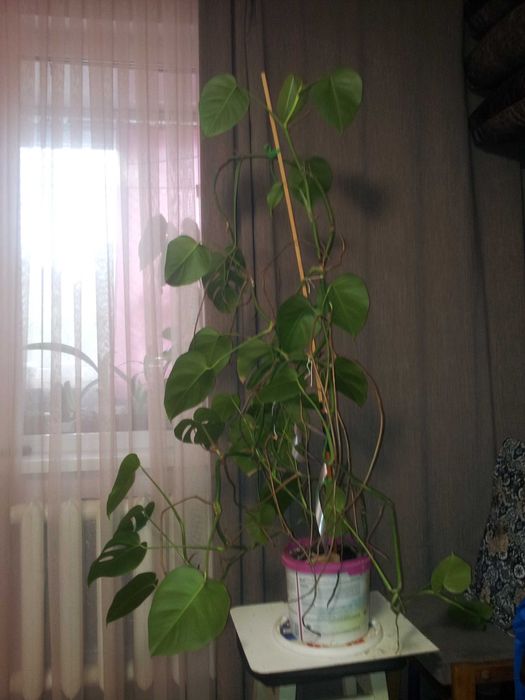 Продам кімнатну рослину монстеру