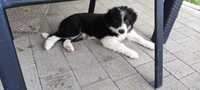 Piesek Border Collie - Bob