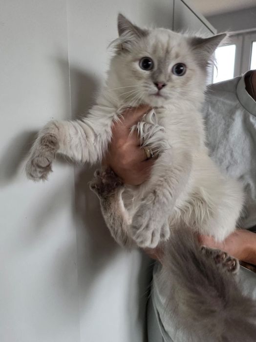 po Championach rodowód FPL FIFE Neva Masquerade kotka kot Syberyjski