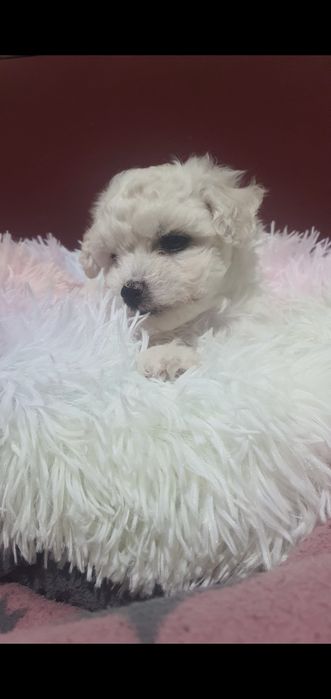 Bichon frise suczka Fci