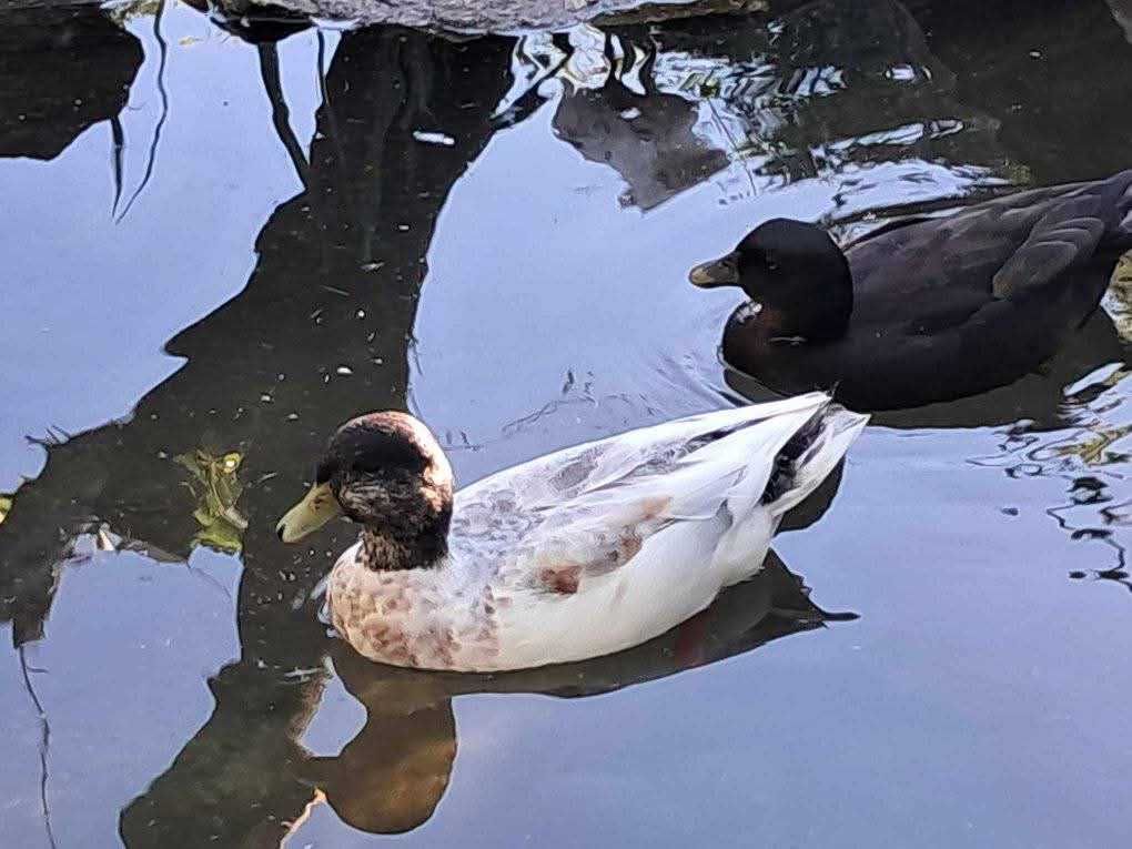 Casais call duck. Brancos ou silver