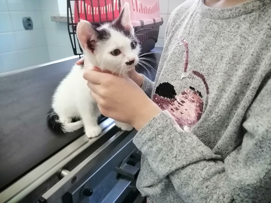 3 mce dziewczynka do adopcji tam gdzie jest już kot