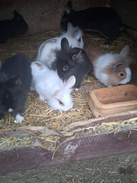 Króliki karzełki Teddy