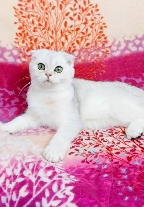 Чарівні плюшеві кошенята ведмежата чекають на Вас