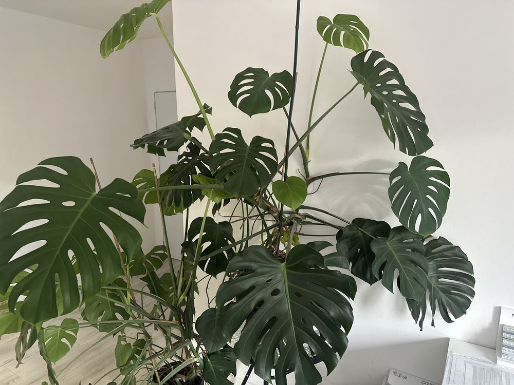 Monstera ogromna w donicy