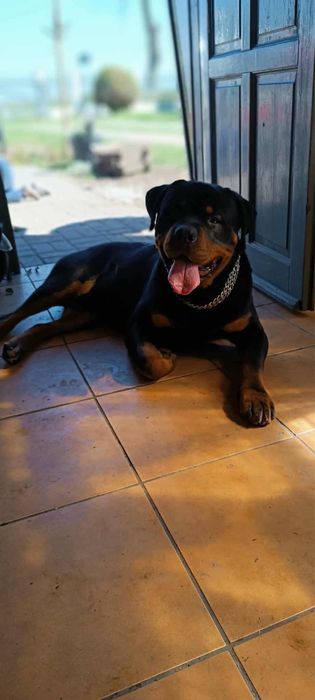 Rotweiller samiec krycie