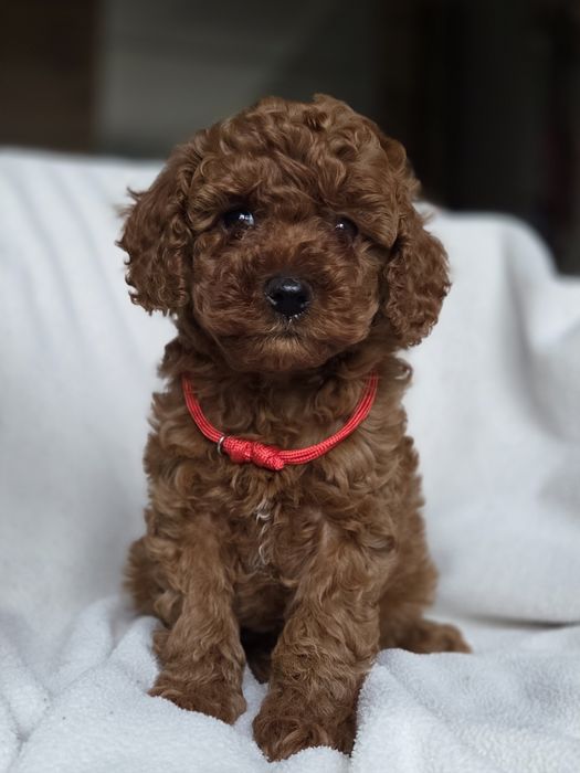 Той пудель супер дівчинка