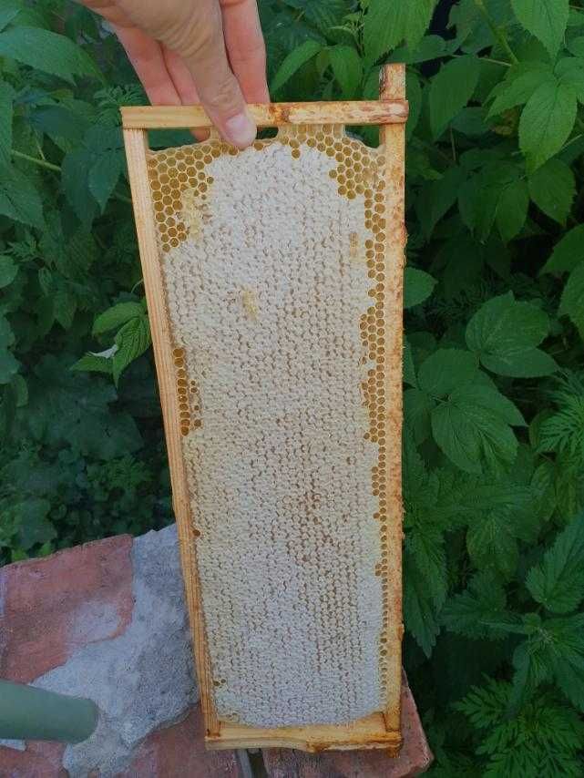 Мед бджолиний в сотах рамках