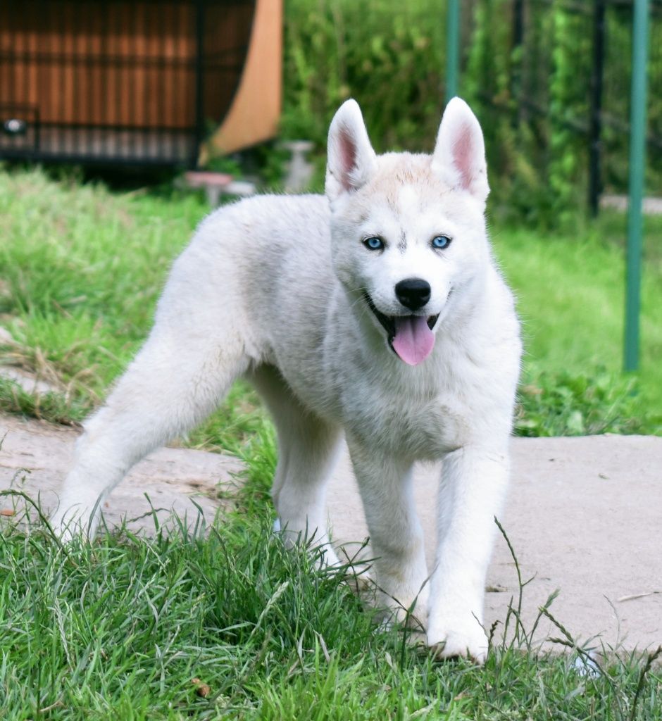 Niebieskooka piękność siberian husky ZKWP FCI