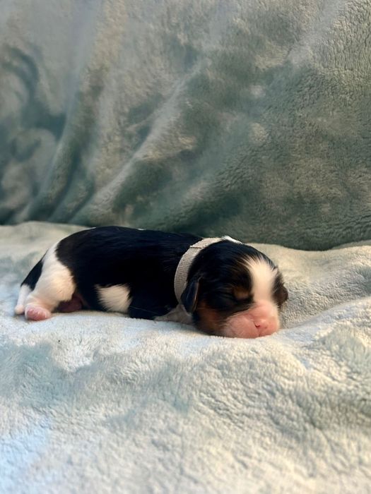 Cavalier King Charles Spaniel