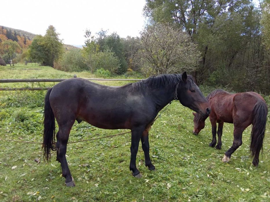 Продам два жеребця