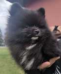 Pomeranian szpic miniaturowy suczka czarna z krawatką