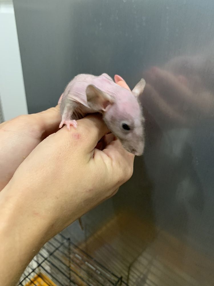 Лысая крыса сфинкс - маленькие  ручные крысята  разных цветов