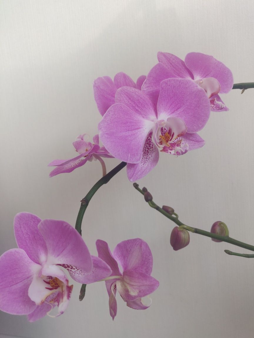 Розовая орхидея фаленопсис