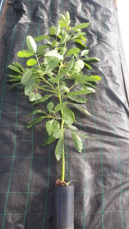 abacate  enxertado 2 metros