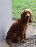 Cocker Spaniel Angielski suczka 3 lata