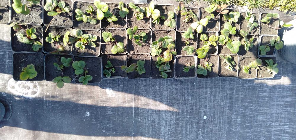 Sprzedam ostatnie szt sadzonek truskawek