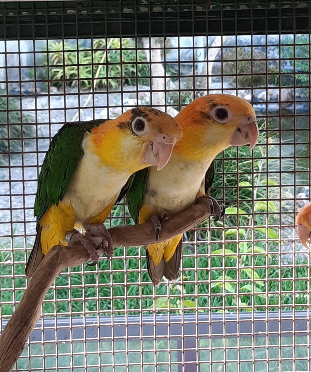 Marianinhas de Cabeça Canela