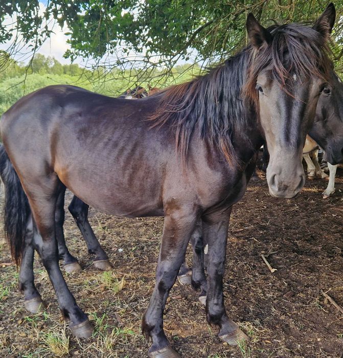 Na sprzedaż kary ogier