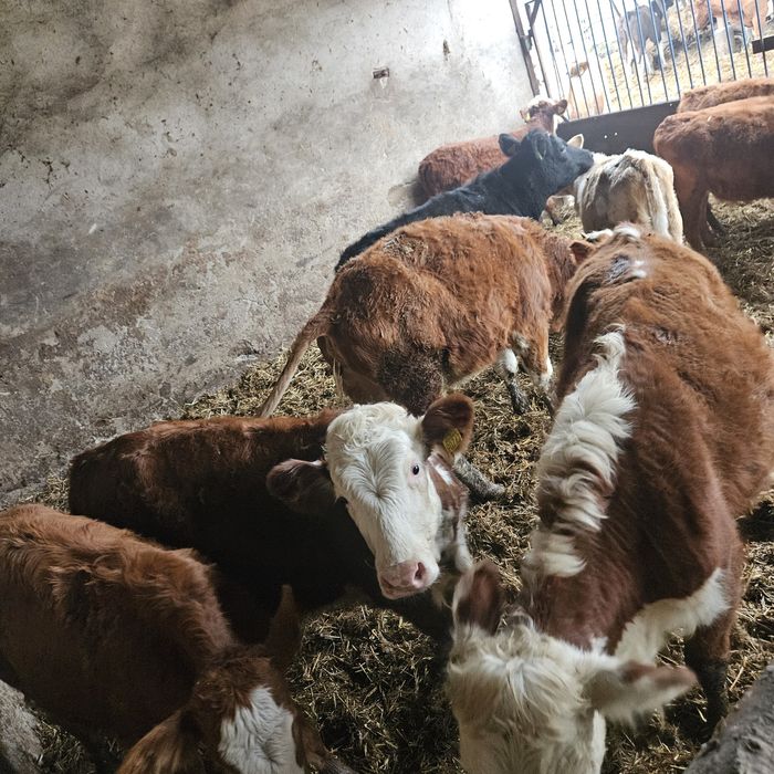 Sprzedam jałówki odsadki