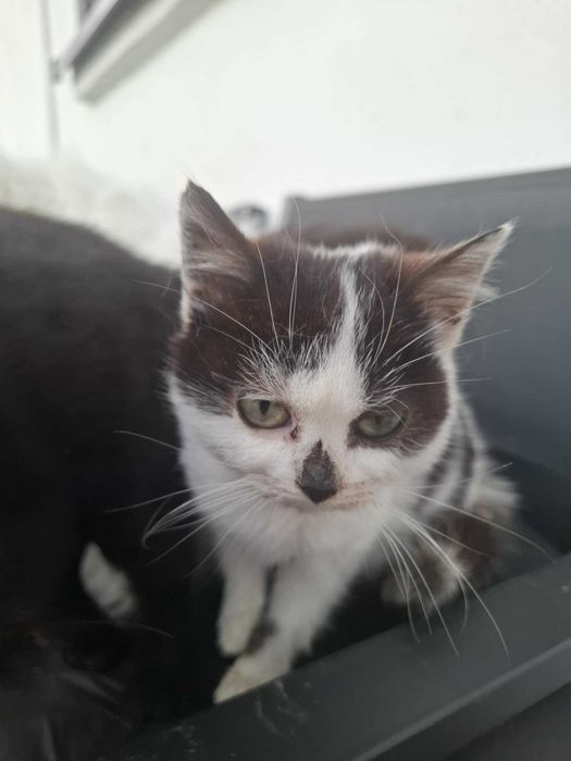 Matka PERS.Oddam kotki w dobre ręce