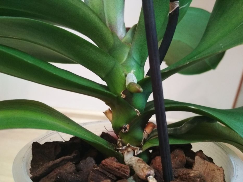 Орхидея фаленопсис, пелор Стелленбош