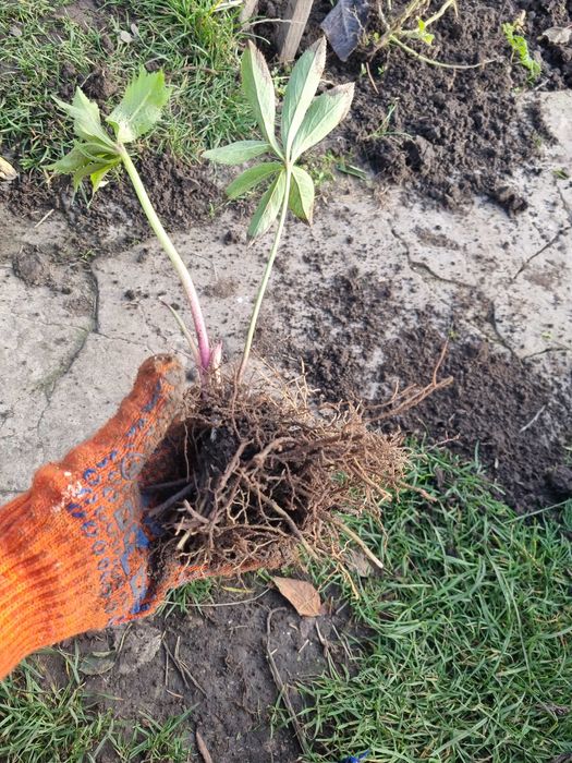 Саженцы кровавый щавель книфофия примула морозник