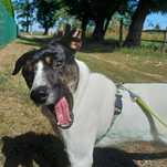 Guzik do adopcji! Młody pies w typie rasy ratonero bodeguero andaluz