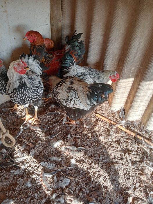 Galos wyandote e brahma perdiz dourada, 30€ cada.
