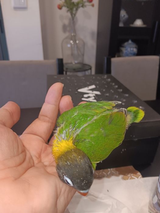 Personatas criados a mão