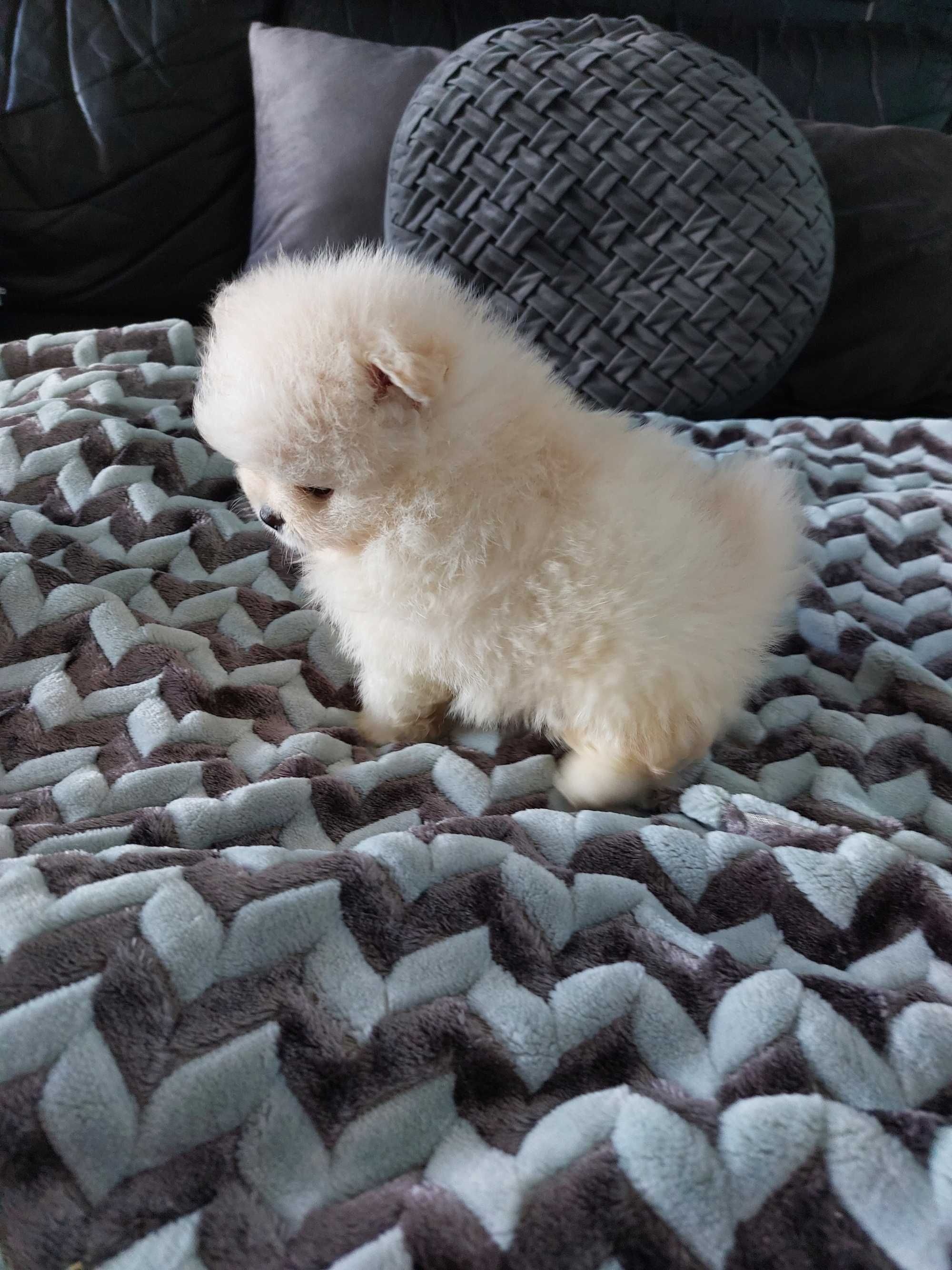 Spitz anão.  Menina Lulu da Pomerânia Lop Russo Mini.