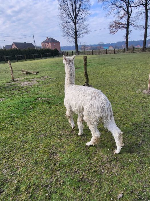 Alpaki samiec surii