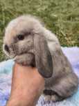 Baranek karzełek / baranek miniaturka / mini lop
