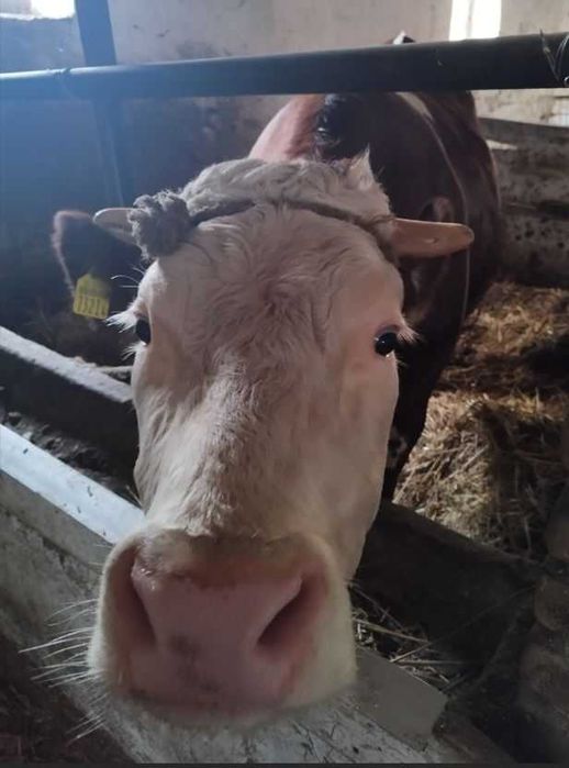 Sprzedam cielną jałówkę.