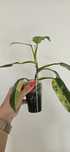 Sprzedam philodendron siam sunrise