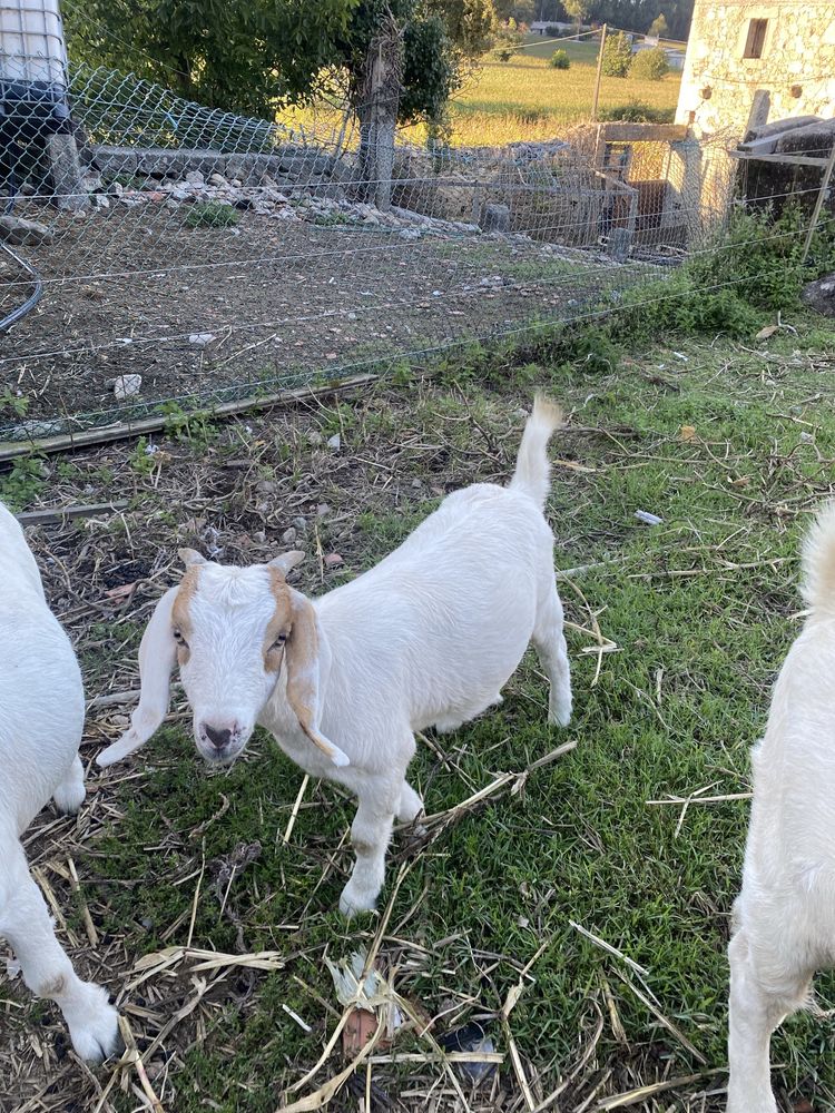 Cabrita boer puro