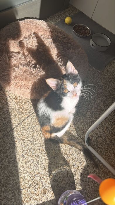 Gatinha bebé para adoção responsável