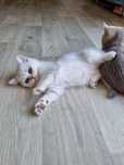 Чистокровные котята (девочка и мальчик)Скоттиш страйт