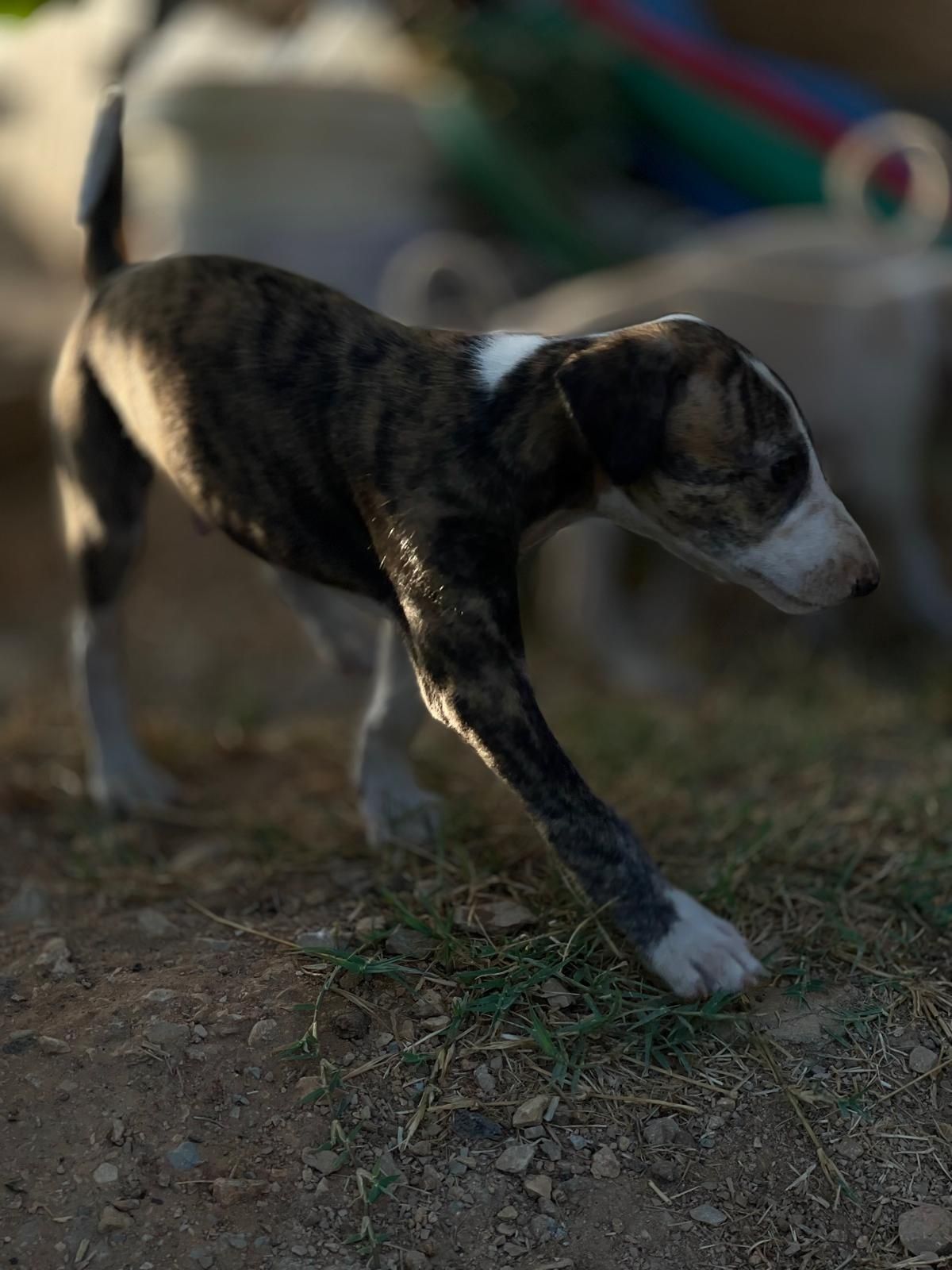 Cães Galgos espanhol