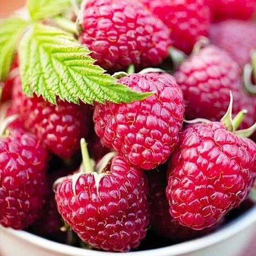 Пропонуємо саджанці солодкої ремонтантної малини, агрусу, малинового д