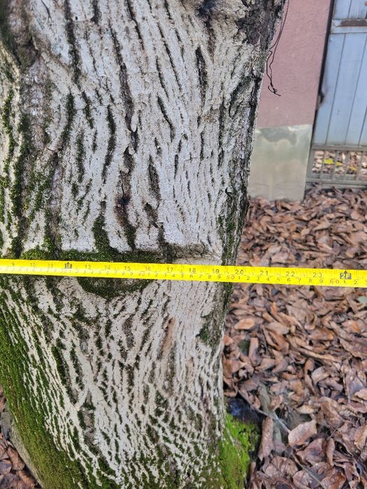 Дерево  Горіх безкоштовно