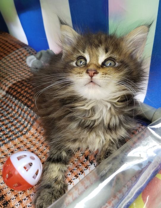 продам котенка девочку мейн-кун