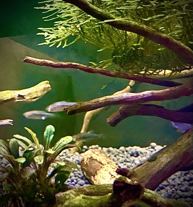 Danio erythromicron zwana również koliberkiem