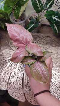 Syngonium neon Arrow